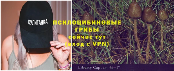 прущие грибы Дмитров